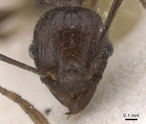 Tetramorium aculeatum specimen CASENT0913981 image casent0913981_2