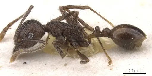 Tetramorium aculeatum specimen CASENT0913981 image casent0913981_3