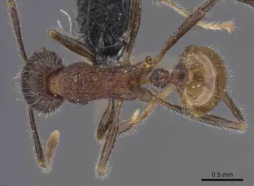 Tetramorium aculeatum specimen CASENT0913982 image casent0913982_1