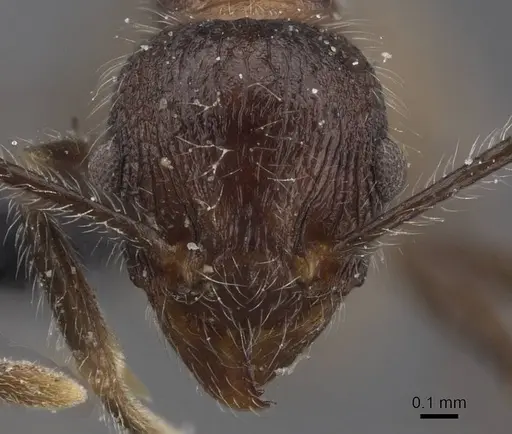 Tetramorium aculeatum specimen CASENT0913982 image casent0913982_2