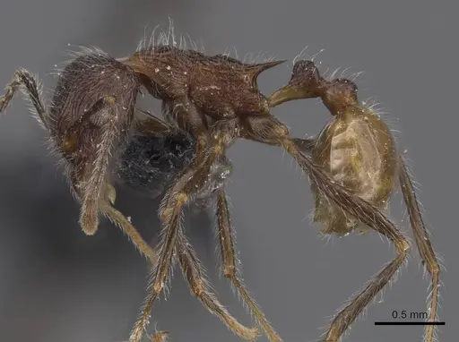 Tetramorium aculeatum specimen CASENT0913982 image casent0913982_3