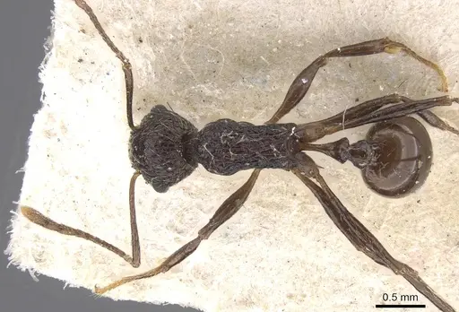 Tetramorium aculeatum specimen CASENT0913983 image casent0913983_1