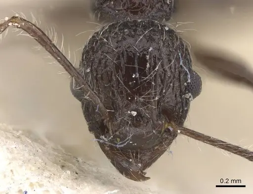 Tetramorium aculeatum specimen CASENT0913983 image casent0913983_2