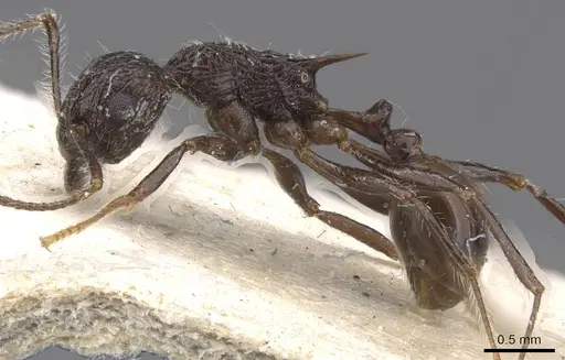 Tetramorium aculeatum specimen CASENT0913983 image casent0913983_3