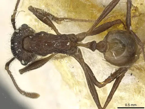 Tetramorium aculeatum specimen CASENT0915426 image casent0915426_1