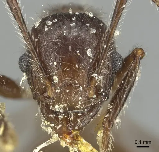 Tetramorium aculeatum specimen CASENT0915426 image casent0915426_2