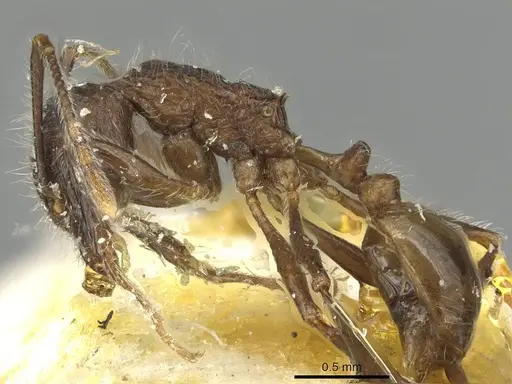 Tetramorium aculeatum specimen CASENT0915426 image casent0915426_3