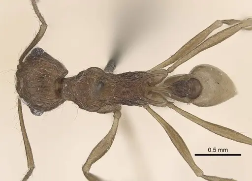 Tetramorium aculeatum specimen CASENT0919643 image casent0919643_1