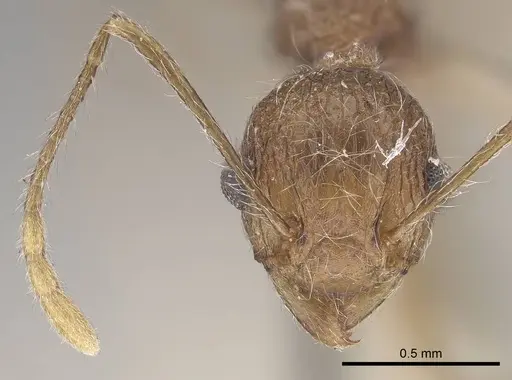 Tetramorium aculeatum specimen CASENT0919643 image casent0919643_2