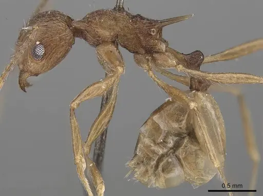 Tetramorium aculeatum specimen CASENT0919643 image casent0919643_3