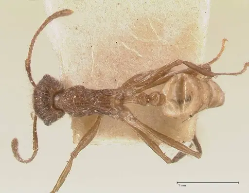 Tetramorium aculeatum specimen FOCOL0775 image focol0775_1
