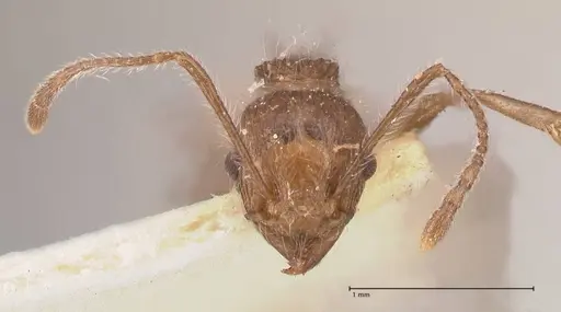 Tetramorium aculeatum specimen FOCOL0775 image focol0775_2