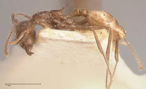 Tetramorium aculeatum specimen FOCOL0775 image focol0775_3