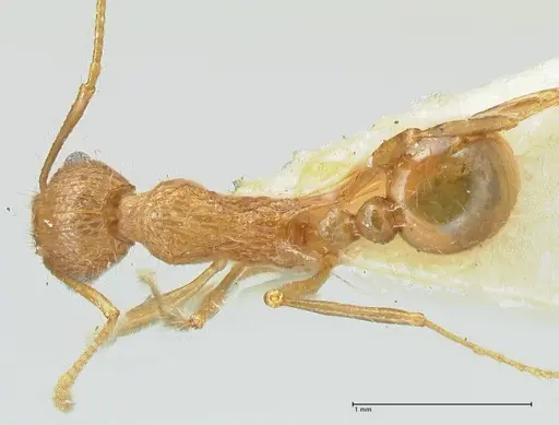 Tetramorium aculeatum specimen FOCOL2079 image focol2079_1