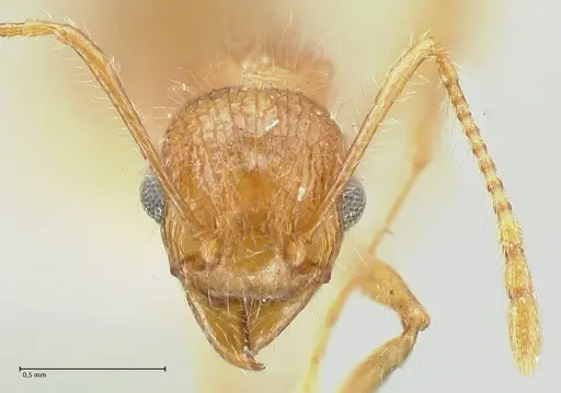 Tetramorium aculeatum specimen FOCOL2079 image focol2079_2