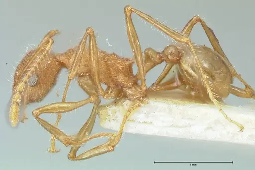 Tetramorium aculeatum specimen FOCOL2079 image focol2079_3