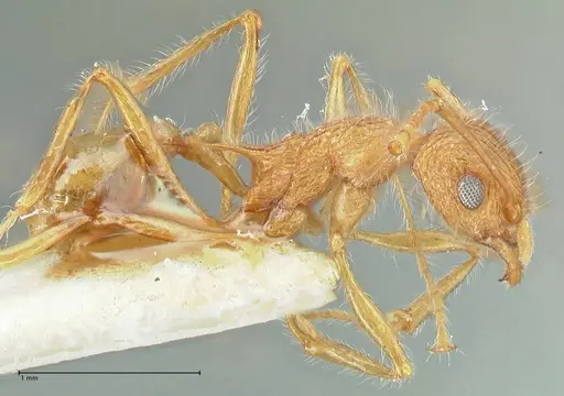 Tetramorium aculeatum specimen FOCOL2079 image focol2079_4