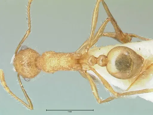 Tetramorium aculeatum specimen FOCOL2080 image focol2080_1
