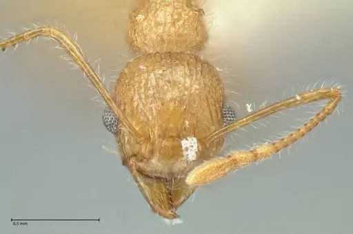 Tetramorium aculeatum specimen FOCOL2080 image focol2080_2