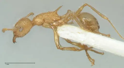Tetramorium aculeatum specimen FOCOL2080 image focol2080_3