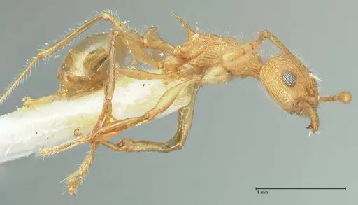 Tetramorium aculeatum specimen FOCOL2080 image focol2080_4