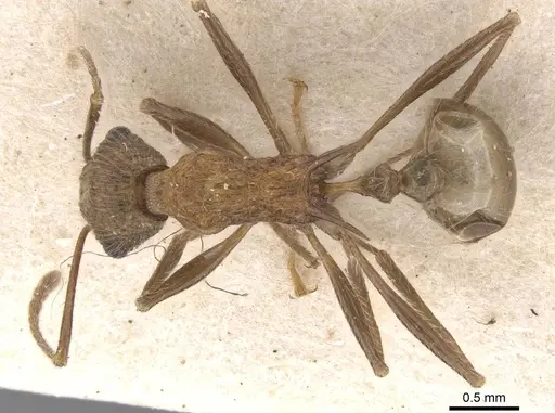 Tetramorium aculeatum specimen RMCAENT000017782 image rmcaent000017782_1