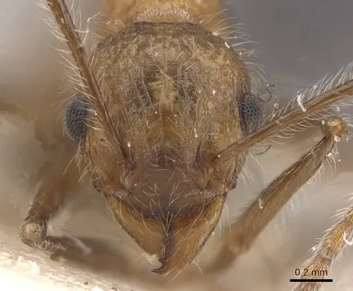 Tetramorium aculeatum specimen RMCAENT000017782 image rmcaent000017782_2