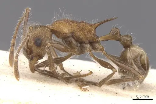 Tetramorium aculeatum specimen RMCAENT000017782 image rmcaent000017782_3