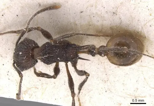 Tetramorium aculeatum specimen RMCAENT000017783 image rmcaent000017783_1