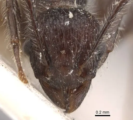 Tetramorium aculeatum specimen RMCAENT000017783 image rmcaent000017783_2