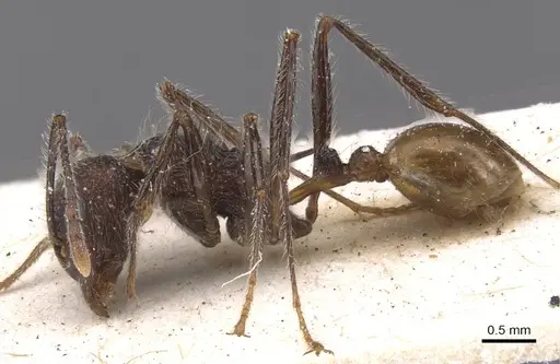 Tetramorium aculeatum specimen RMCAENT000017783 image rmcaent000017783_3