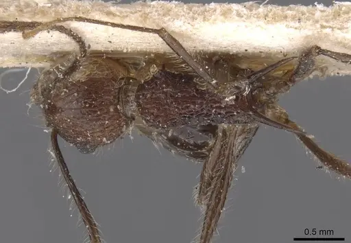 Tetramorium aculeatum specimen RMCAENT000017784 image rmcaent000017784_1