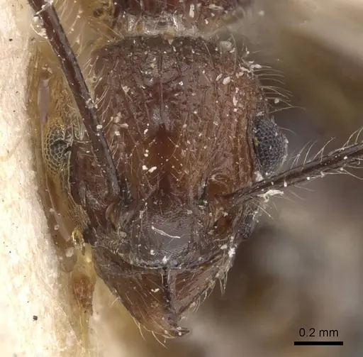 Tetramorium aculeatum specimen RMCAENT000017784 image rmcaent000017784_2