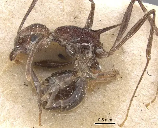 Tetramorium aculeatum specimen RMCAENT000017784 image rmcaent000017784_3