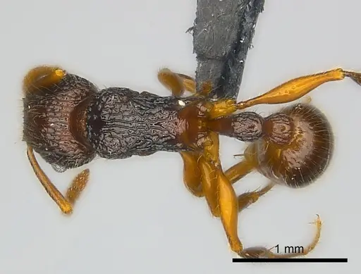 Tetramorium adamsi specimen CASENT0218052 image casent0218052_1