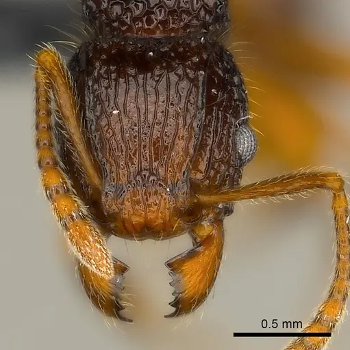 Tetramorium adamsi specimen CASENT0218052 image casent0218052_2