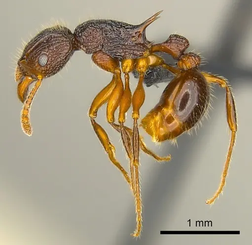 Tetramorium adamsi specimen CASENT0218052 image casent0218052_3