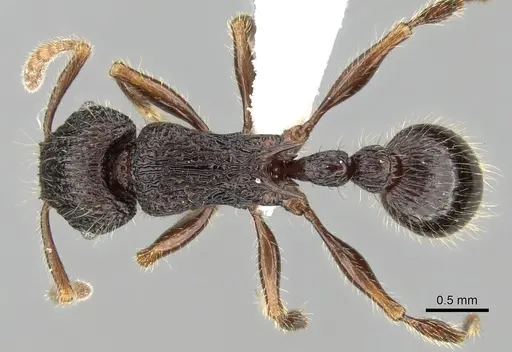 Tetramorium adamsi specimen CASENT0247296 image casent0247296_1