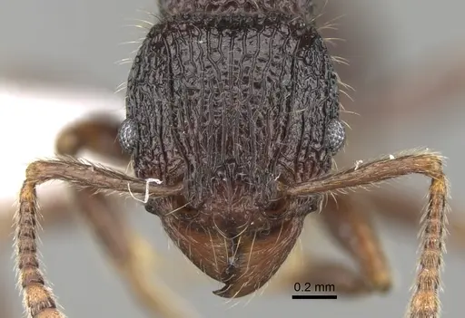 Tetramorium adamsi specimen CASENT0247296 image casent0247296_2