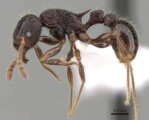 Tetramorium adamsi specimen CASENT0247296 image casent0247296_3