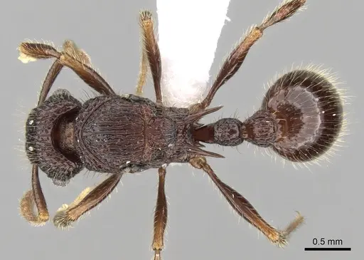 Tetramorium adamsi specimen CASENT0247302 image casent0247302_1