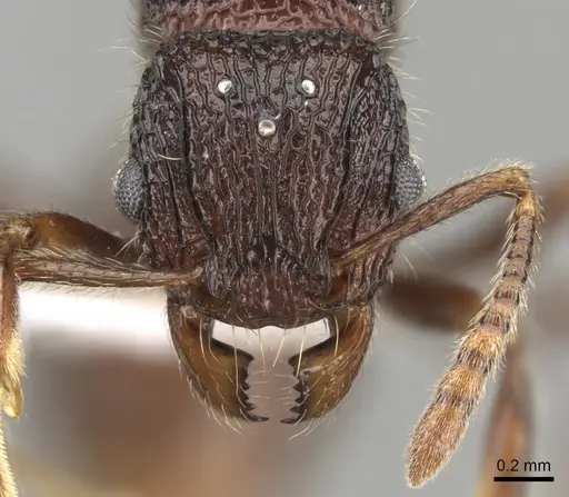 Tetramorium adamsi specimen CASENT0247302 image casent0247302_2