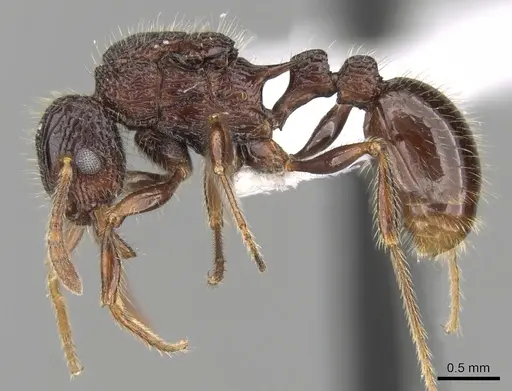 Tetramorium adamsi specimen CASENT0247302 image casent0247302_3