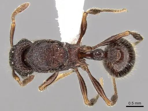 Tetramorium adamsi specimen CASENT0247340 image casent0247340_1