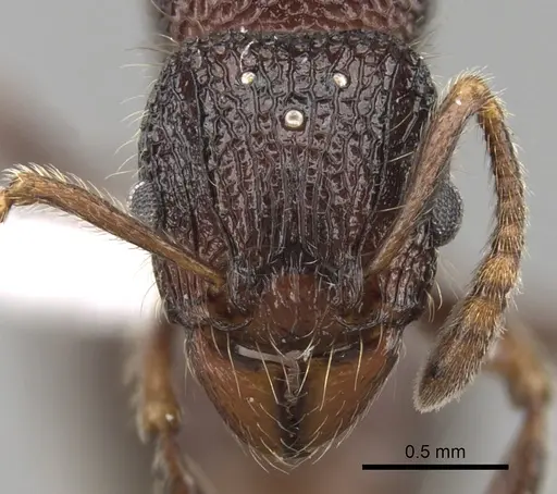 Tetramorium adamsi specimen CASENT0247340 image casent0247340_2