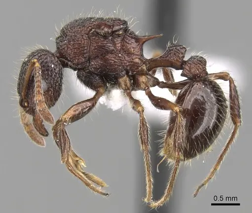 Tetramorium adamsi specimen CASENT0247340 image casent0247340_3
