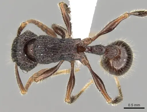Tetramorium adamsi specimen CASENT0247345 image casent0247345_1