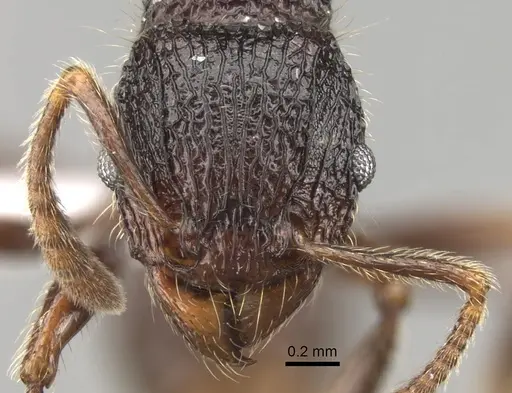 Tetramorium adamsi specimen CASENT0247345 image casent0247345_2