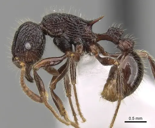 Tetramorium adamsi specimen CASENT0247345 image casent0247345_3