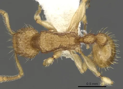 Tetramorium adelphon specimen CASENT0901074 image casent0901074_1